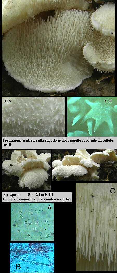 Creolophus cirrhatus  (Pers.:Fr.)  P.Karst.